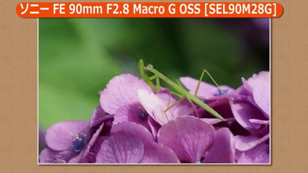 ソニー FE 90mm F2.8  Macro G OSS[SEL90M28G] （カメラのキタムラ動画_SONY）
