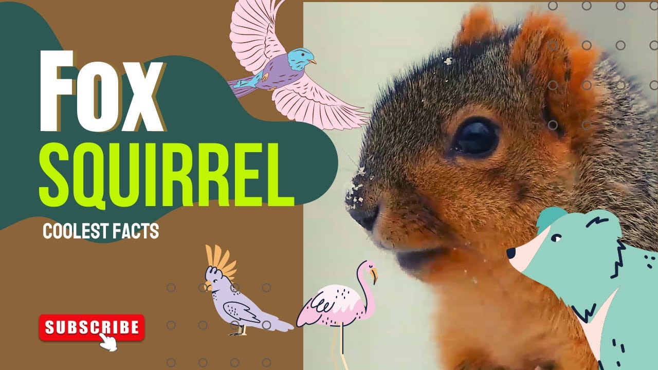 fox squirrel facts