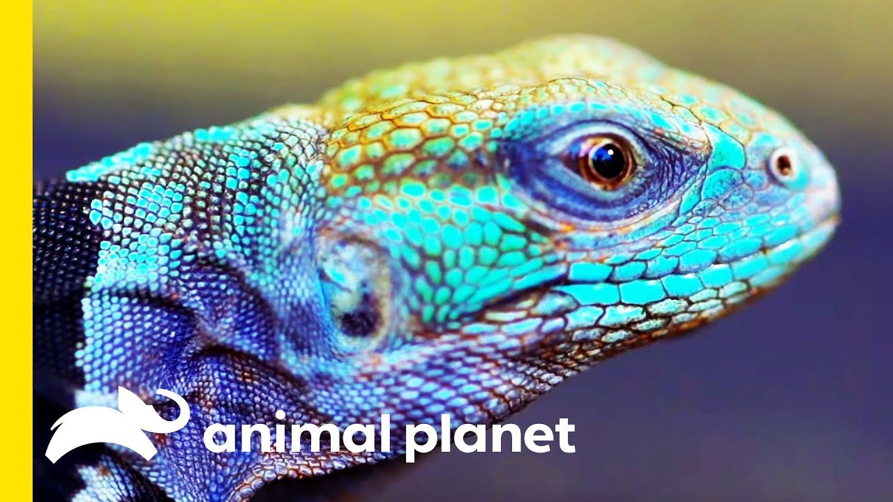The Spiny Tailed Iguana Is A Powerful Little Creature! | Little Giants