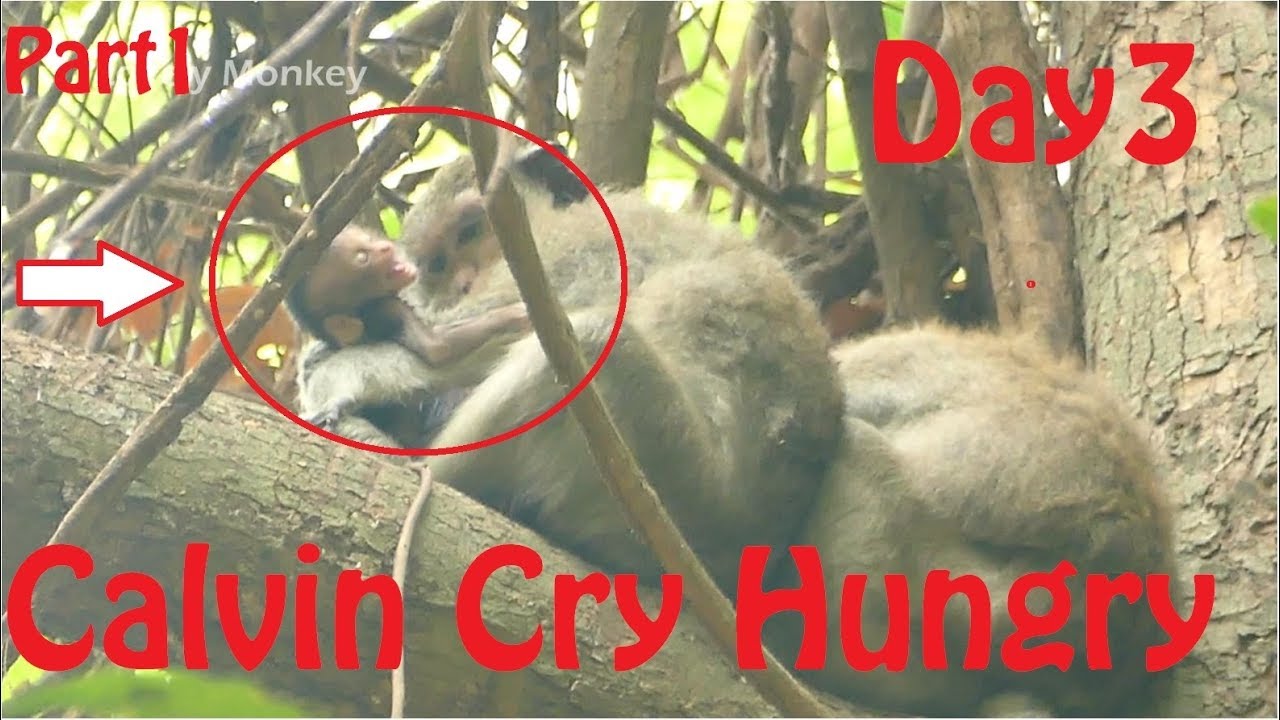 Update Bay Calvin Look Starvation Condition. Baby Calvin Cry Hungry and Eye Become Hole Dehydration.