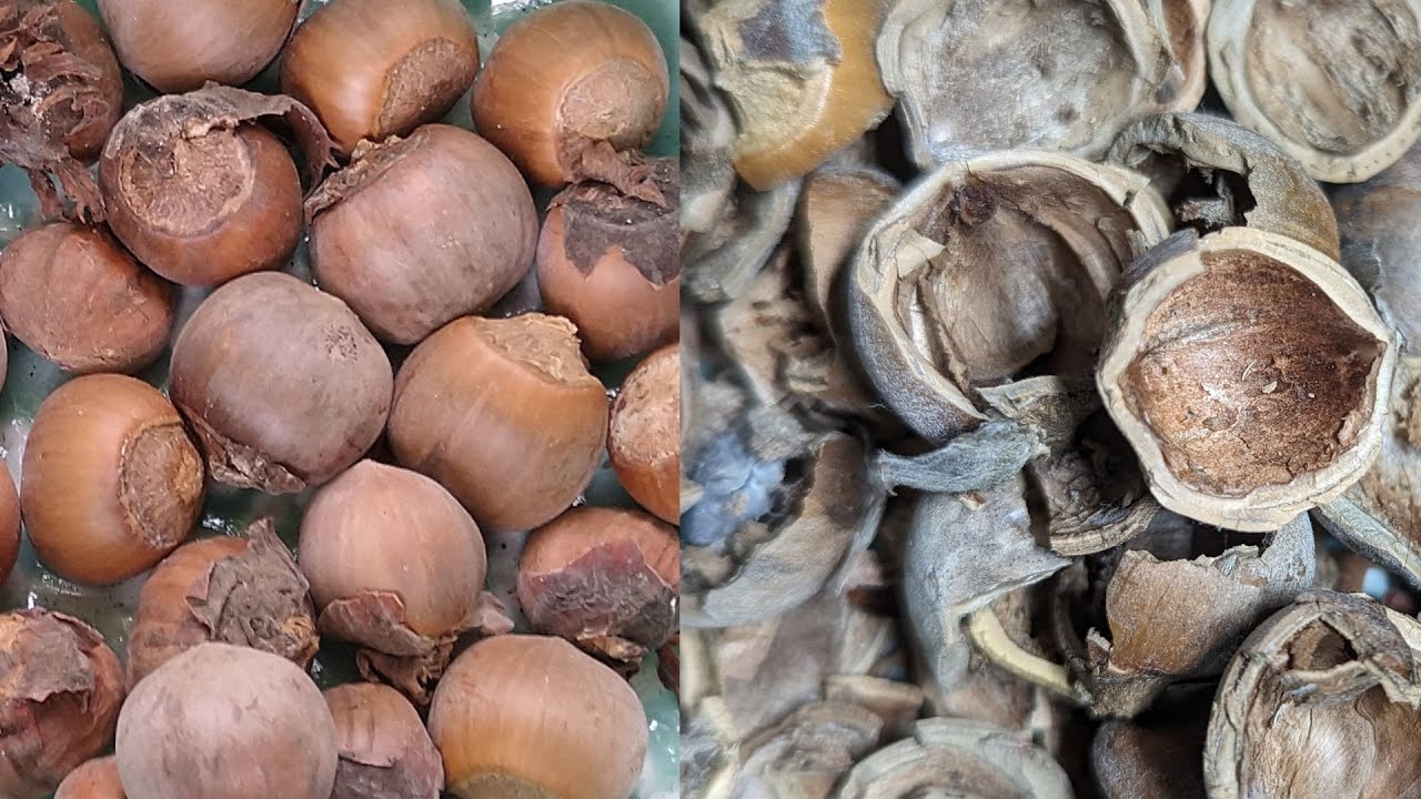 Hazelnuts? Des noisettes? Hazelnoten?  Haseln&uuml;sse?