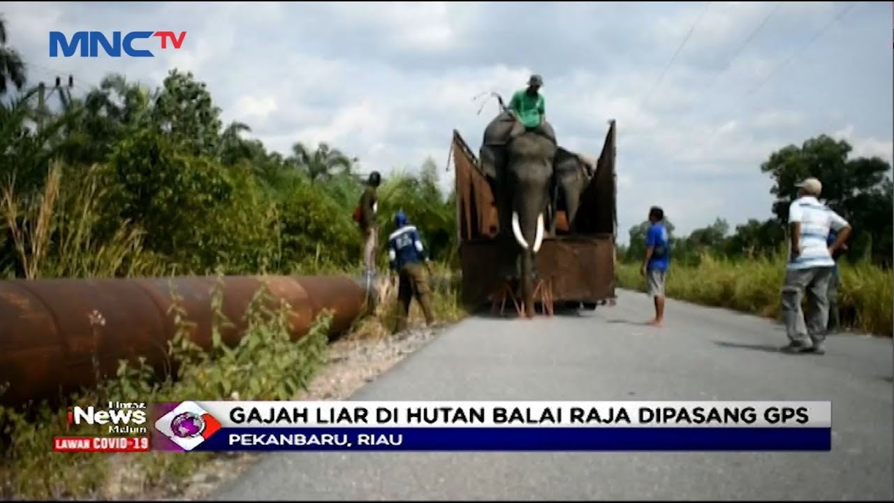 Tim Balai Besar Konservatif Sumber Daya Alam Pasang GPS untuk Gajah Liar di Riau - LIM 29/10