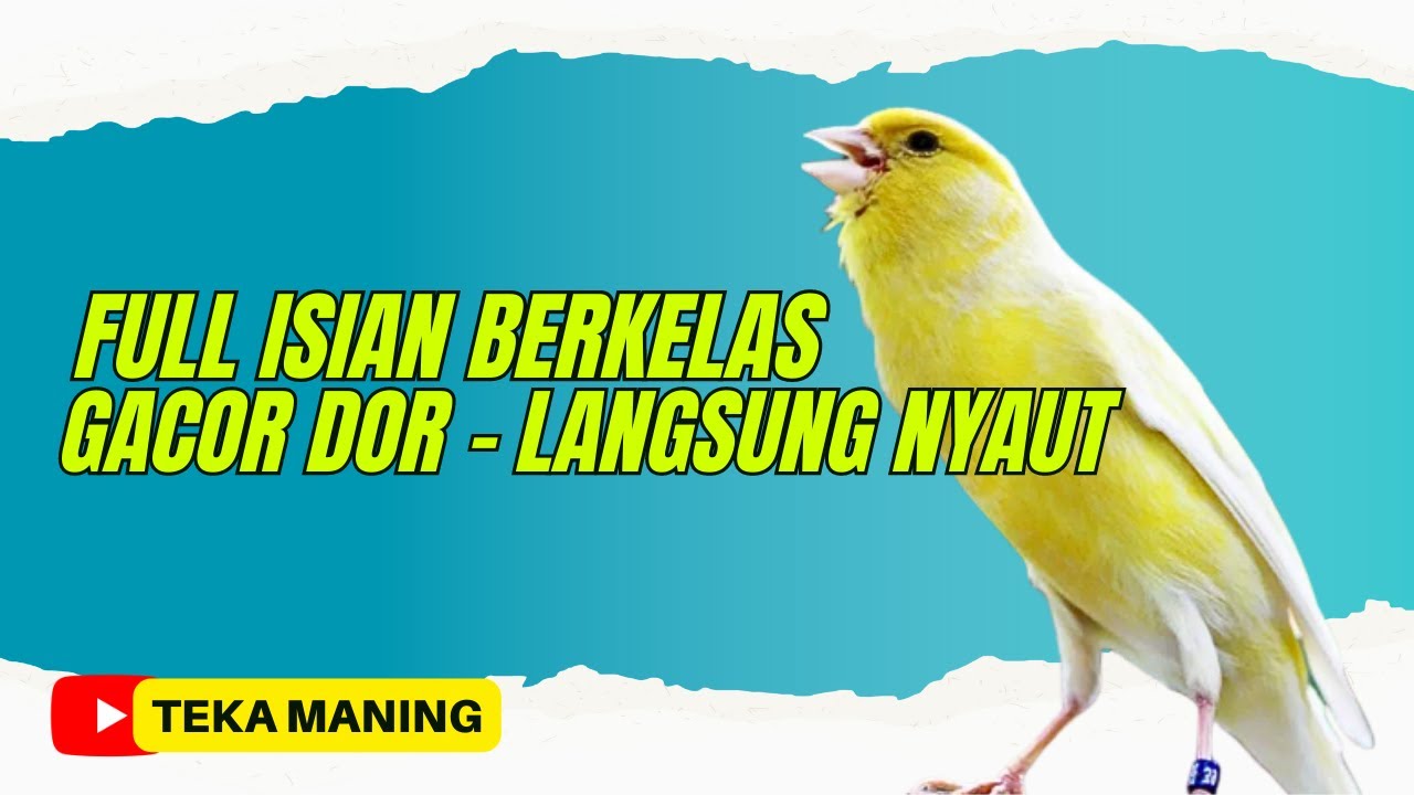 SUARA BURUNG | KENARI FULL ISIAN SUPER MEWAH