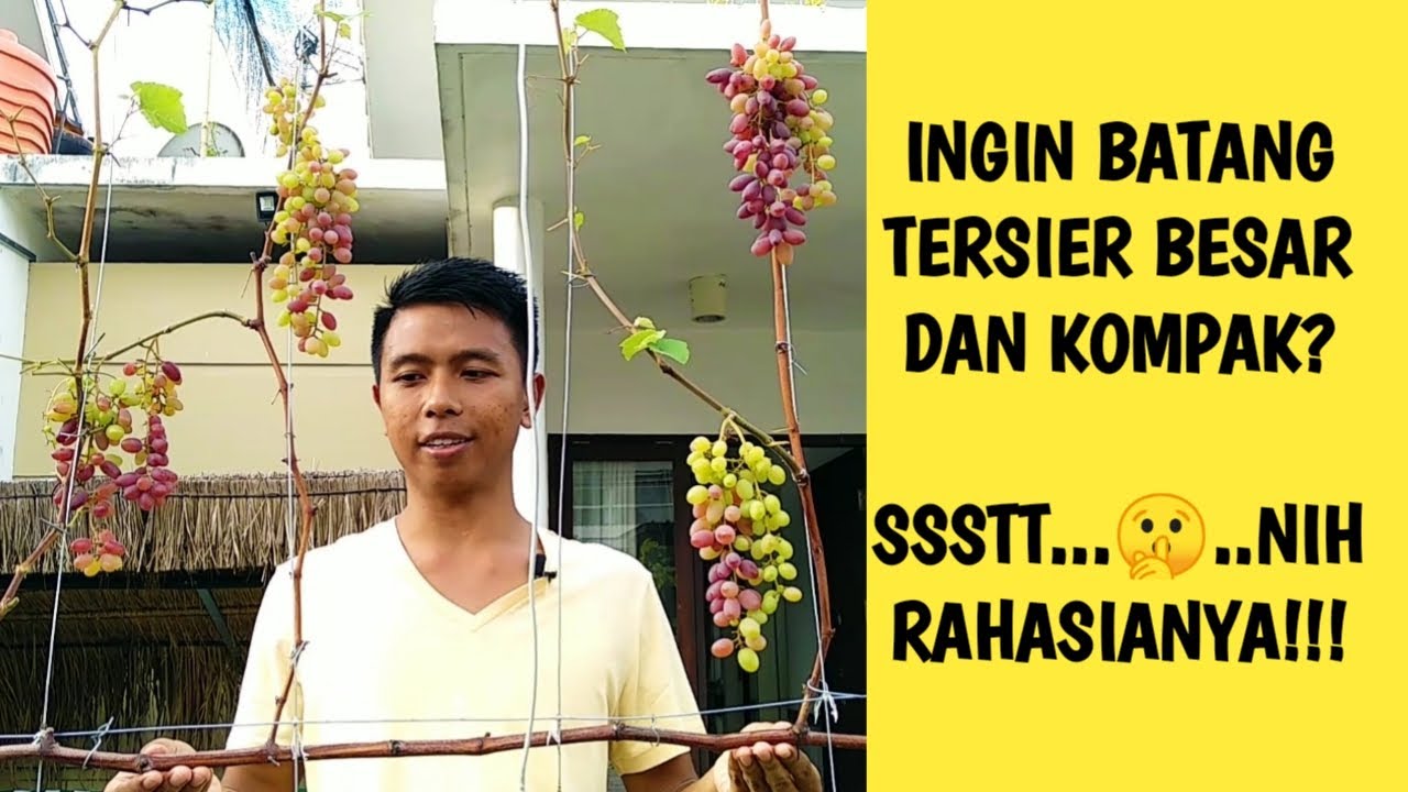 PEMBENTUKAN CABANG TERSIER DARI TUNAS AIR