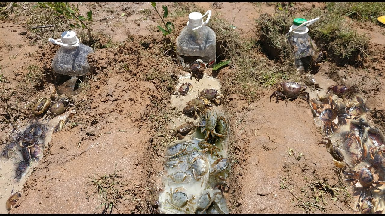 Smart Boys Make Easy Deep Hole Bottle Crab Trap To Catch A Lot Of Crab