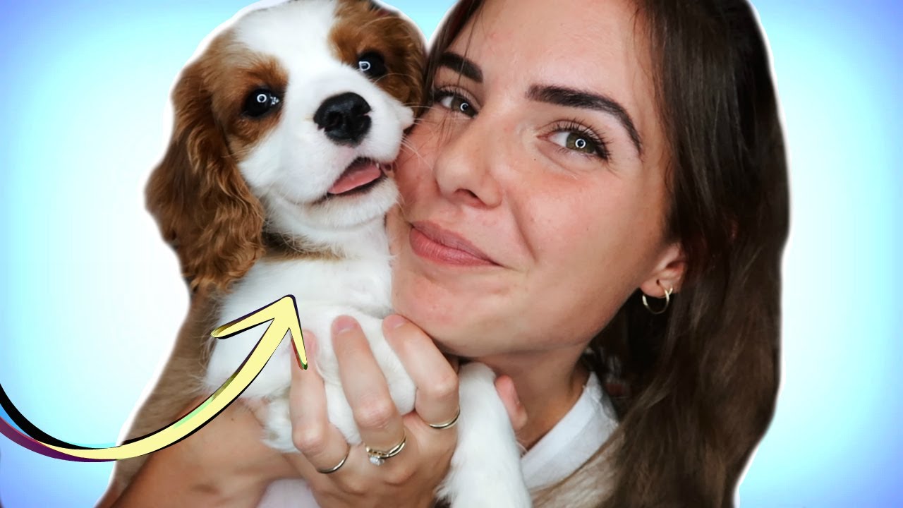 J'ADOPTE UN CHIEN!