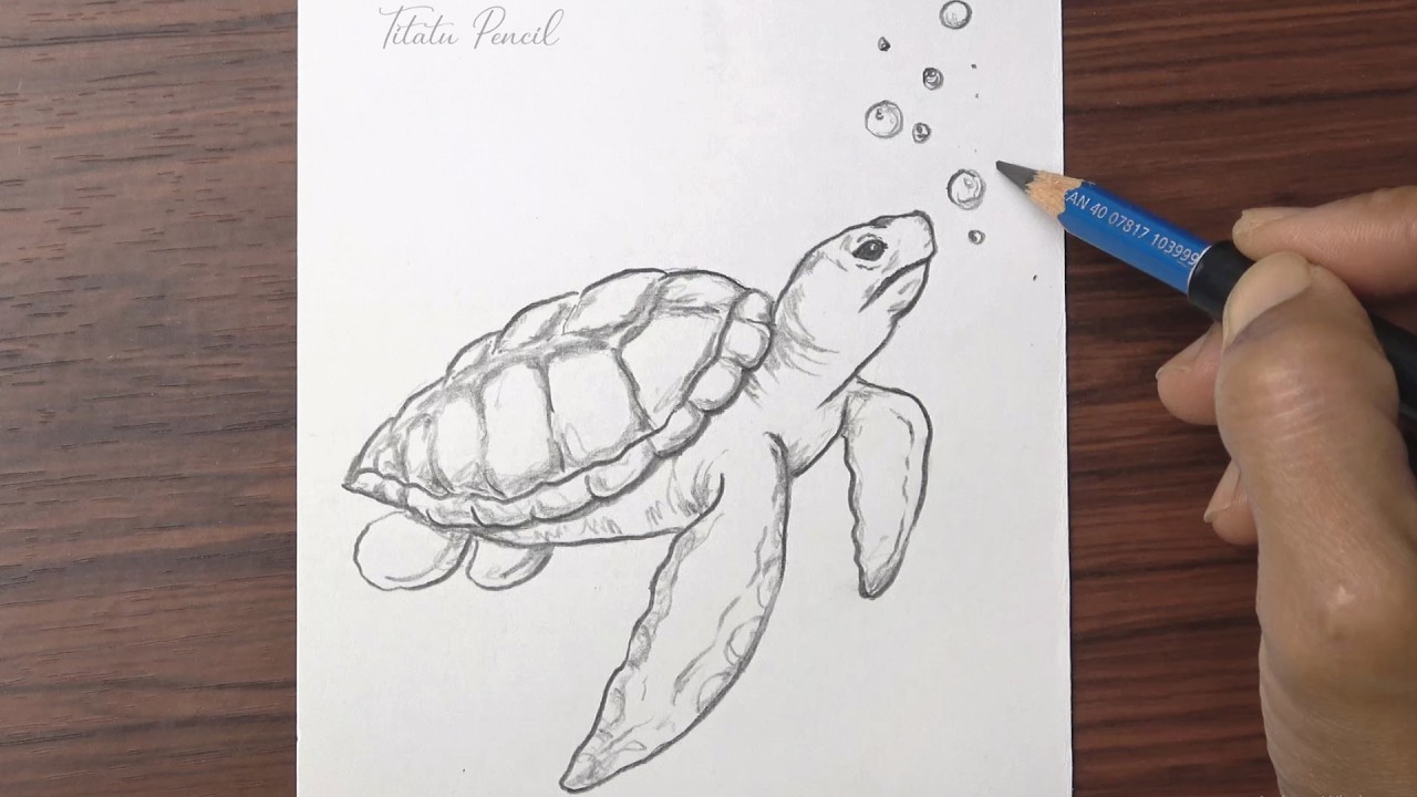 How to draw a Sea Turtle step by step | Pencil Drawing