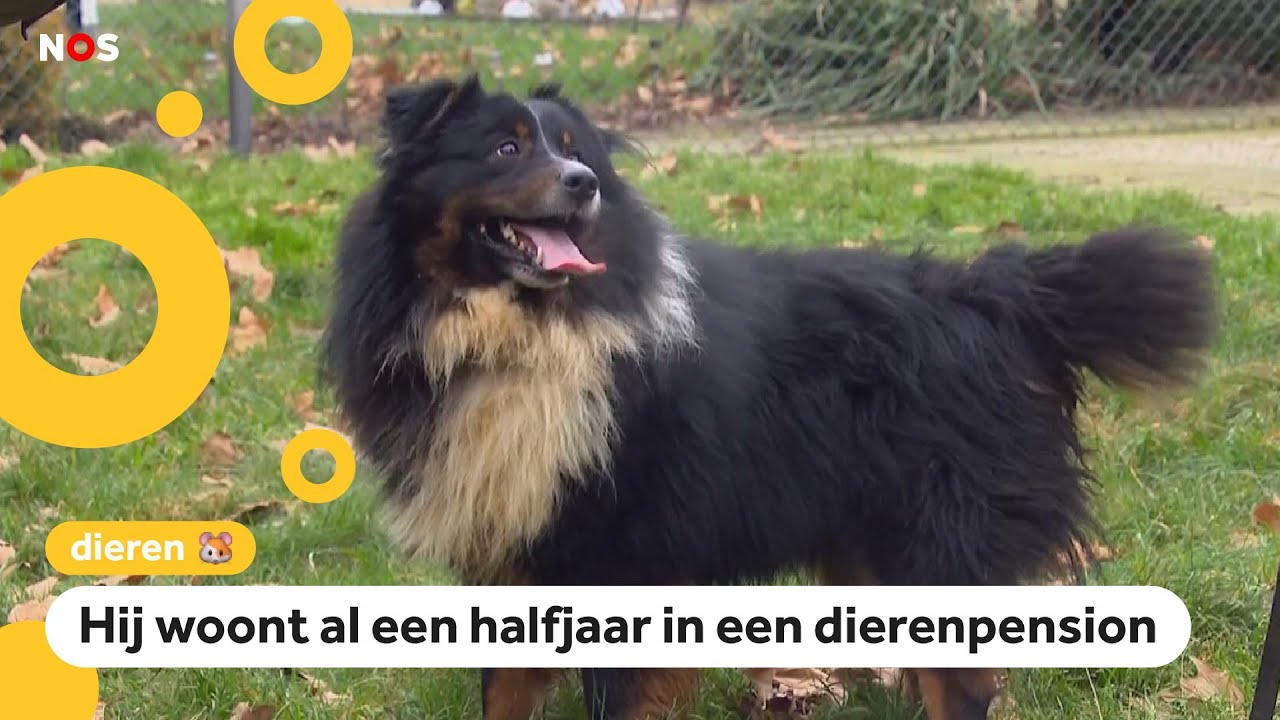 Zielig! Hond Snoetje wordt maar niet opgehaald door baasje