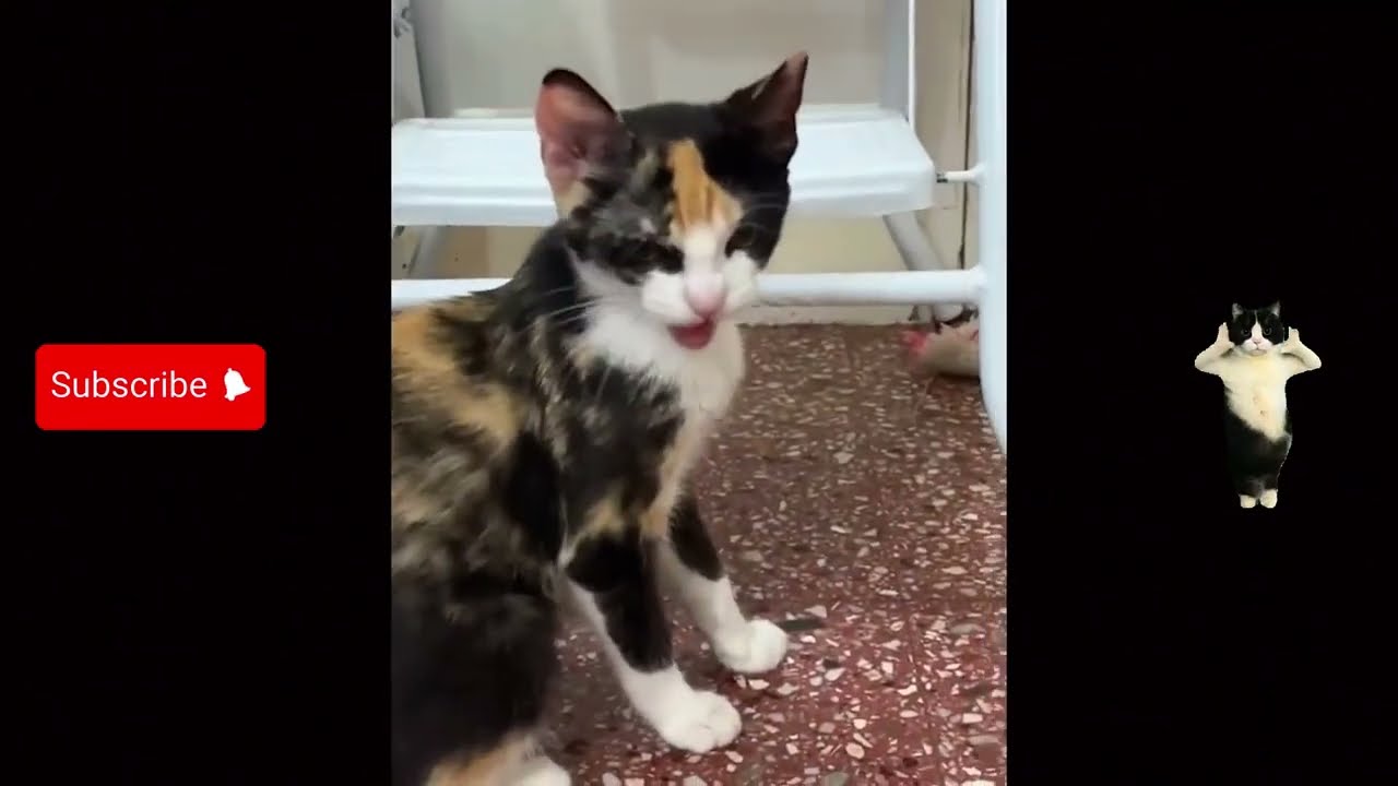Cats Unleashed 😹 Ultimate Cat Chaos 2025 😂