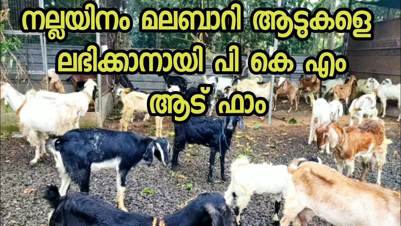 വിവിധ ഇനം ആടുകളെ ലഭിക്കാനായി പി കെ എം ആട് ഫാം,മലപ്പുറം, ചട്ടിപ്പറമ്പ്‌