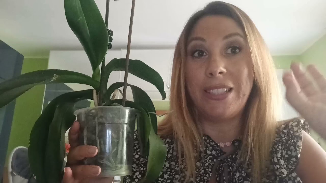 Come far rifiorire un orchidea! 😉☺️🌸    #orchidea #comeprendersenecura