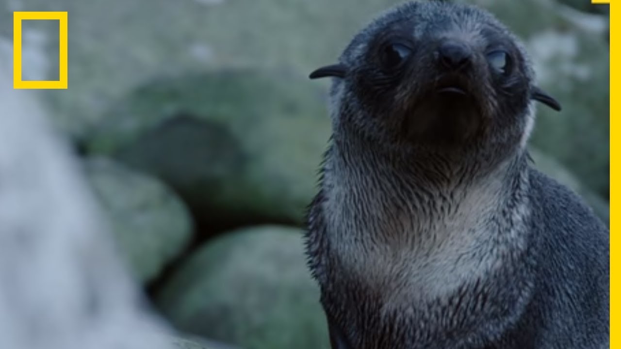 Baby Sea Lions' Games