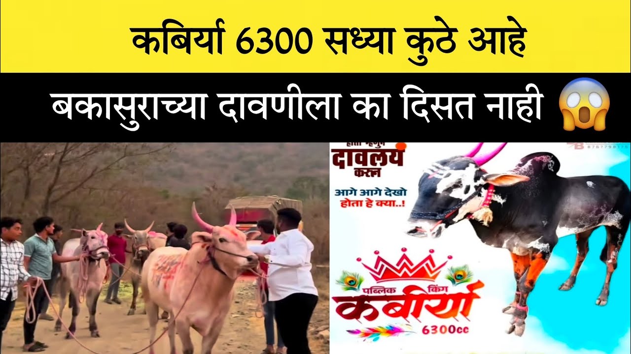 कबिर्या 6300 सध्या कुठे आहे बकासुराच्या दावणीला का दिसत नाही 😥 #नाद #बकासुर #viral #bailgada 