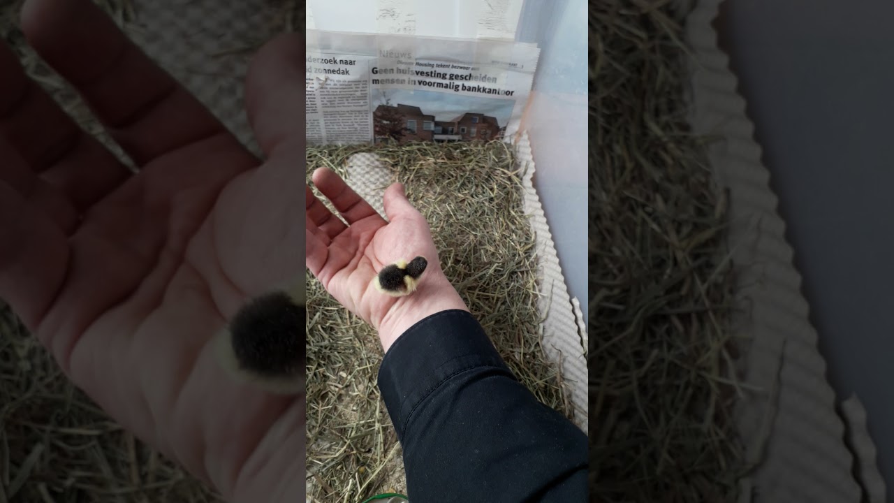 Deel 7, Chinese dwergkwartel, kuikentje 4 dagen oud.  
