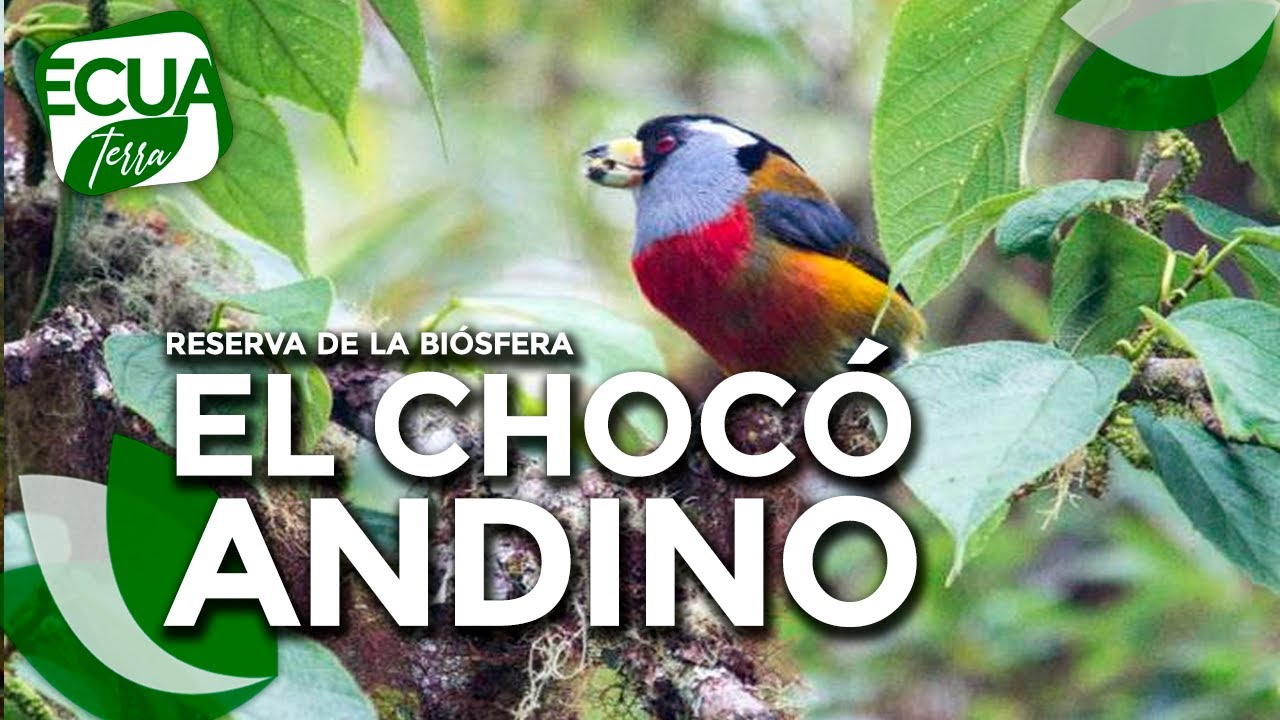Ecuaterra🌱 | En el Choc&oacute; Andino ecuatoriano habitan las aves m&aacute;s raras del mundo