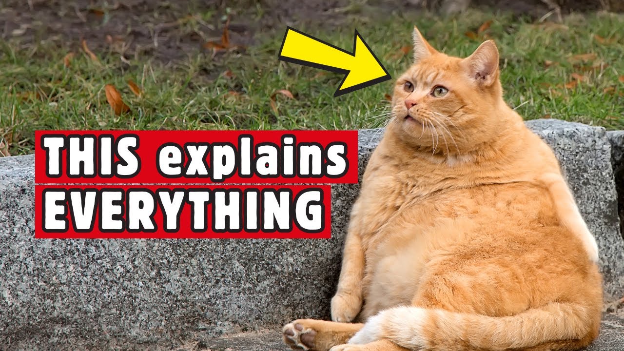 10 Facts That Prove Orange Cats Are Actually Glitched