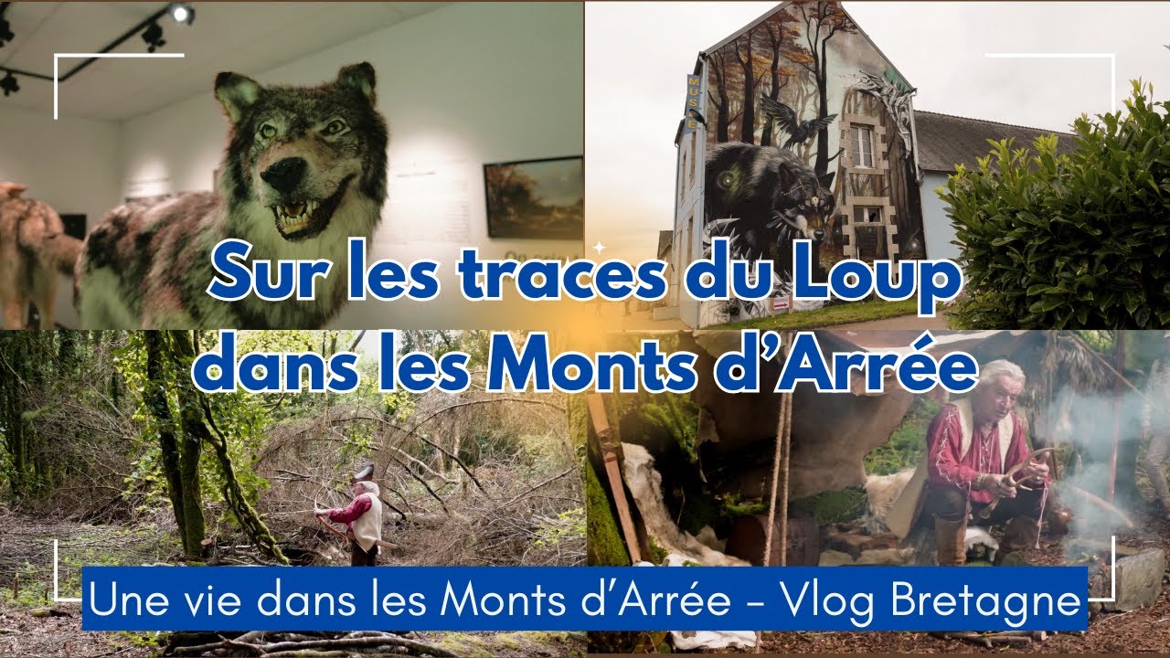 Sur les traces du loup dans les monts d'Arrée...