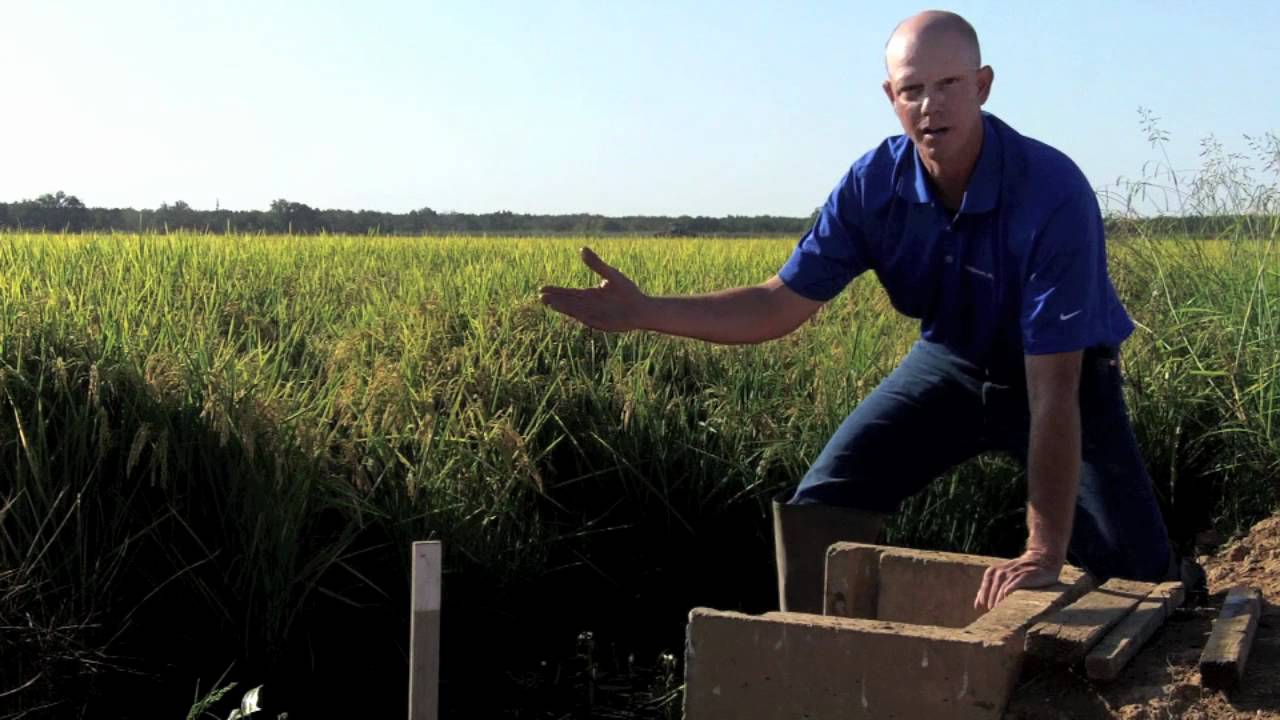 Draining rice fields in preparation for harvest