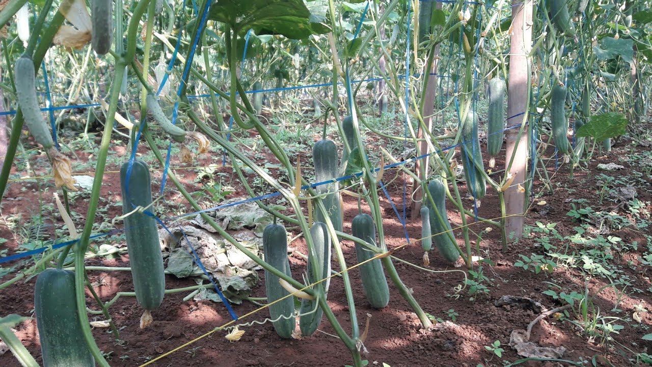 Perawatan Terbaru Mentimun Setelah 2 Kali Panen...