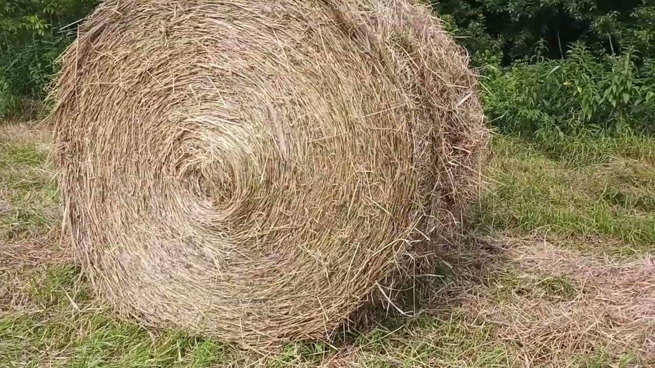 Bálázás 2024 hesston 5580 zetor 12045