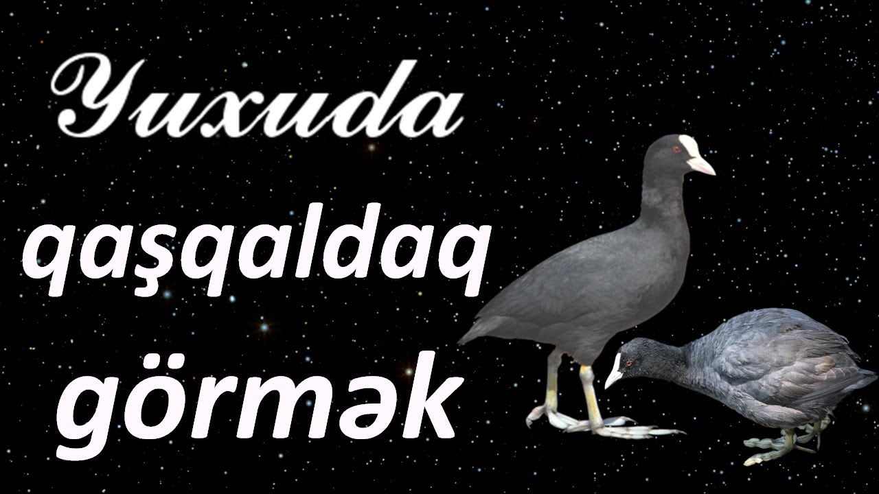 Yuxuda qaşqaldaq görmək ☾✵ Qısa #yuxuyozma - SƏSLİ YUXU YOZMALARI