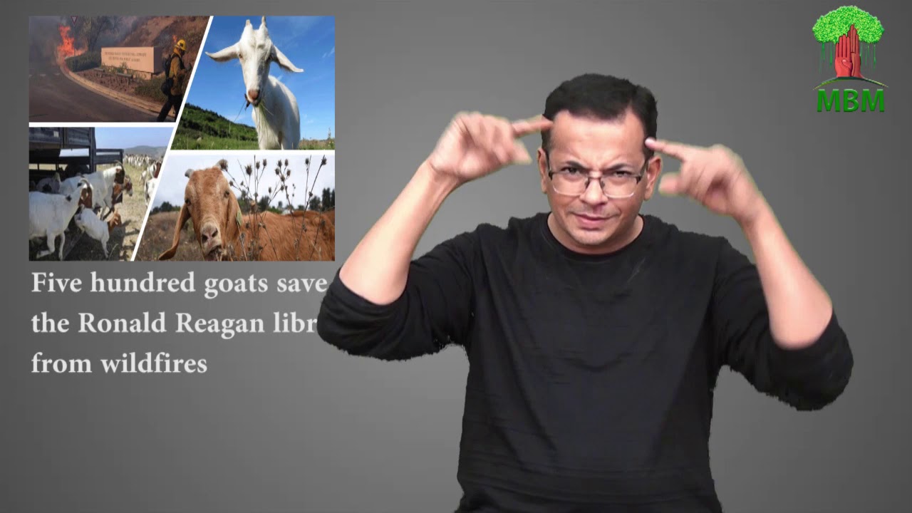 Five hundred goats save the Ronald Reagan library from wildfires