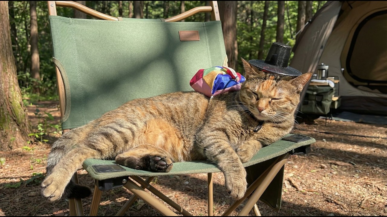 보스 고양이의 숲속 힐링 캠핑 & 삼겹살 먹방 ⛺️🐈