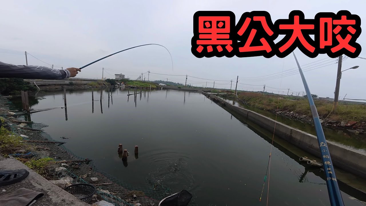 不起眼的水池｜黑公咬到手軟！｜楨咖兄弟今天要幹嘛？
