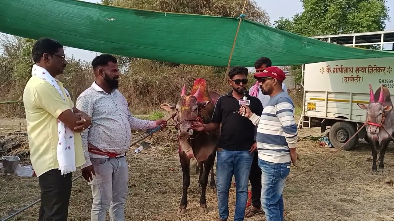 ज्याचा बैल पळतोय त्याला पयरे मिळतात 