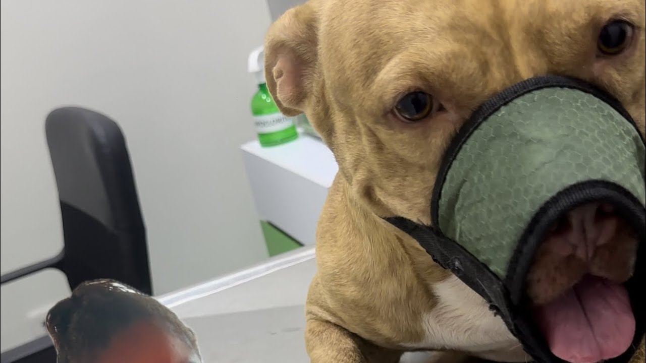 Max no puede caminar y no sabemos porque 😭😭