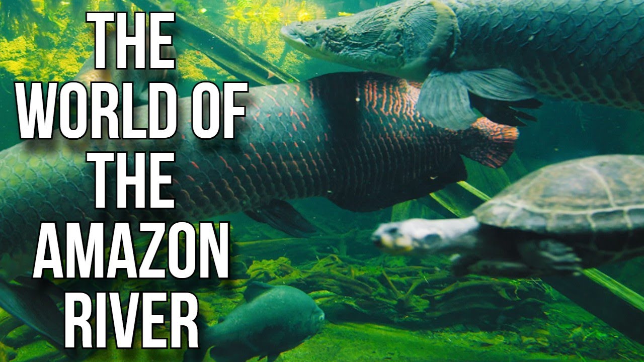 Life in the Amazon River
