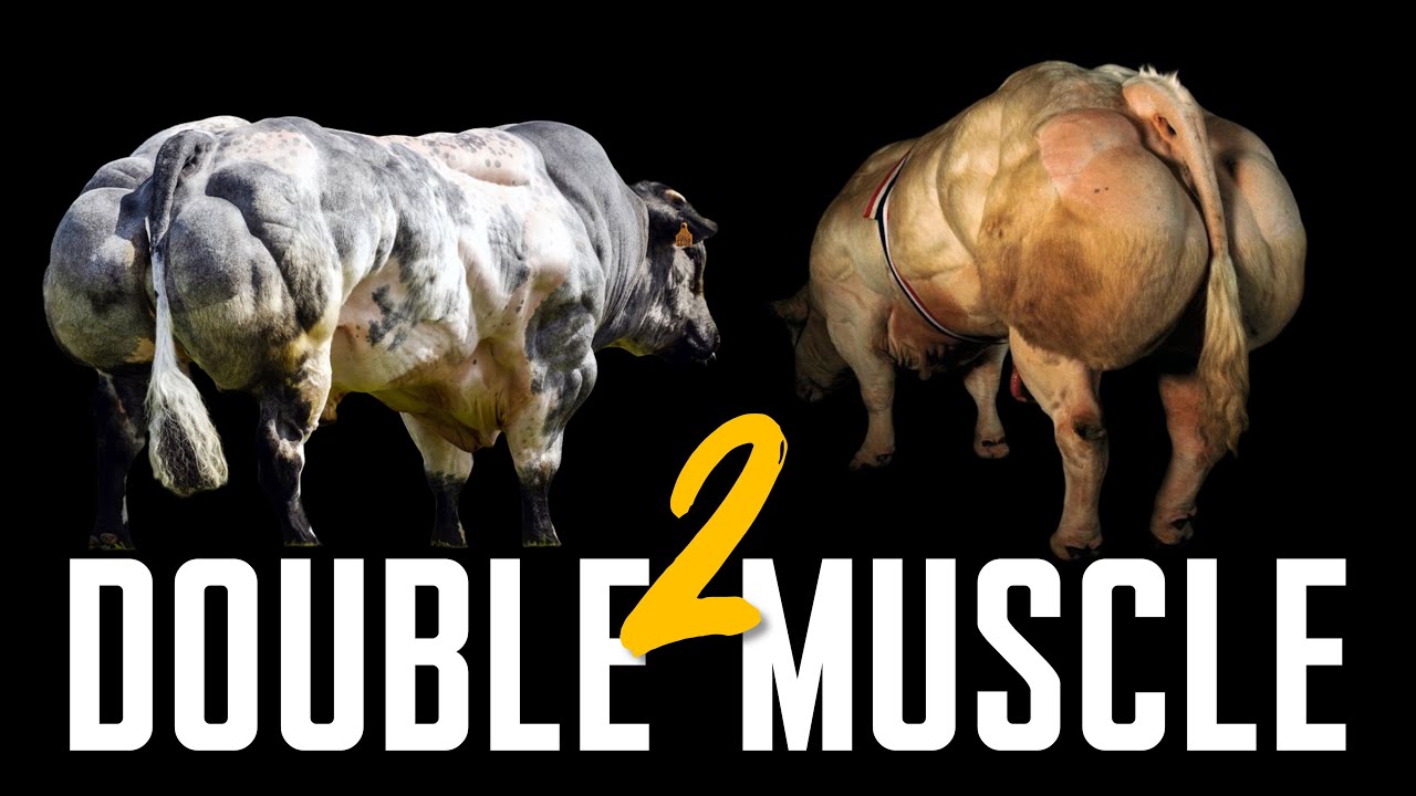 Top 10 Double Muscle Cattle Breeds | Muscular Bulls