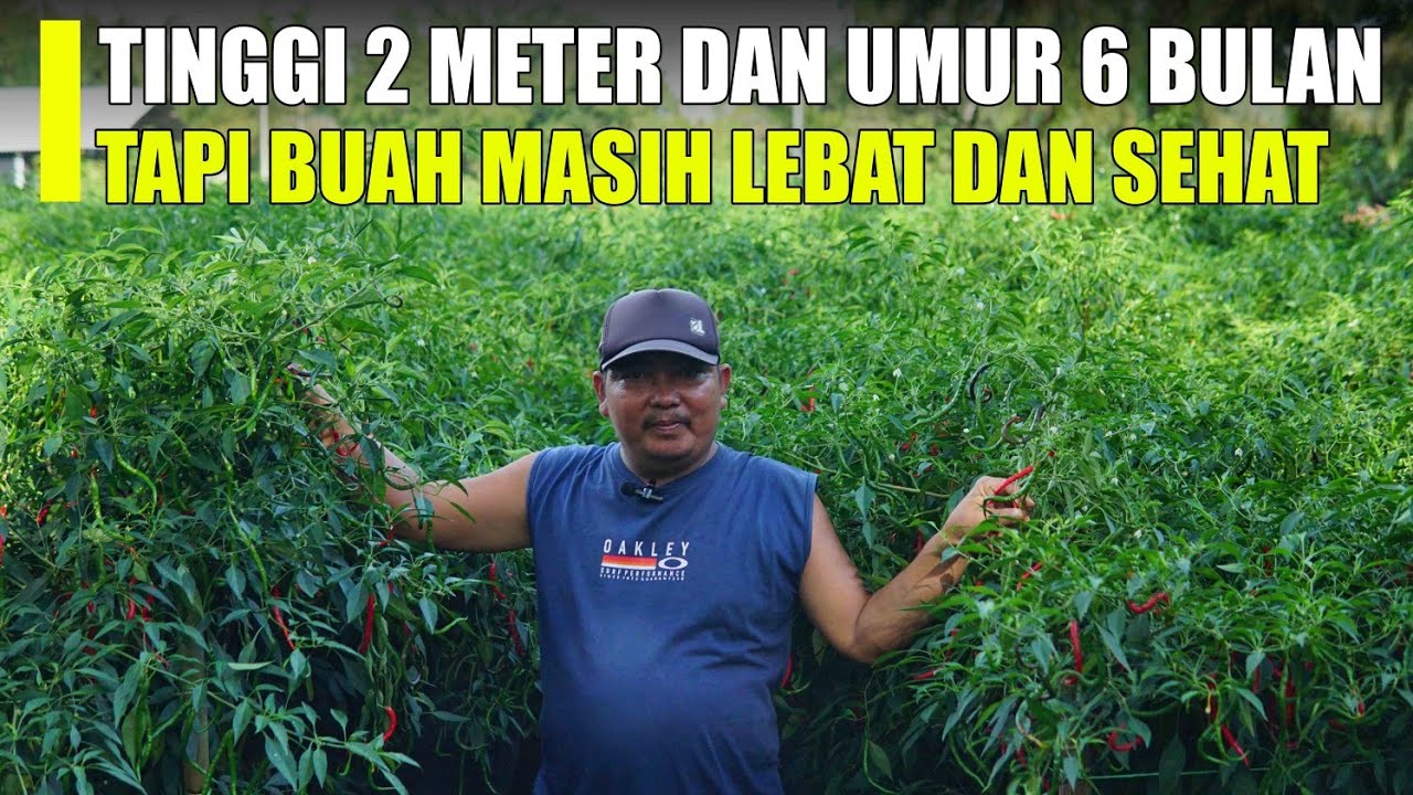 Rahasia Cabe Tinggi Sampai 2 Meter dan Buah Sangat Lebat dan Sehat