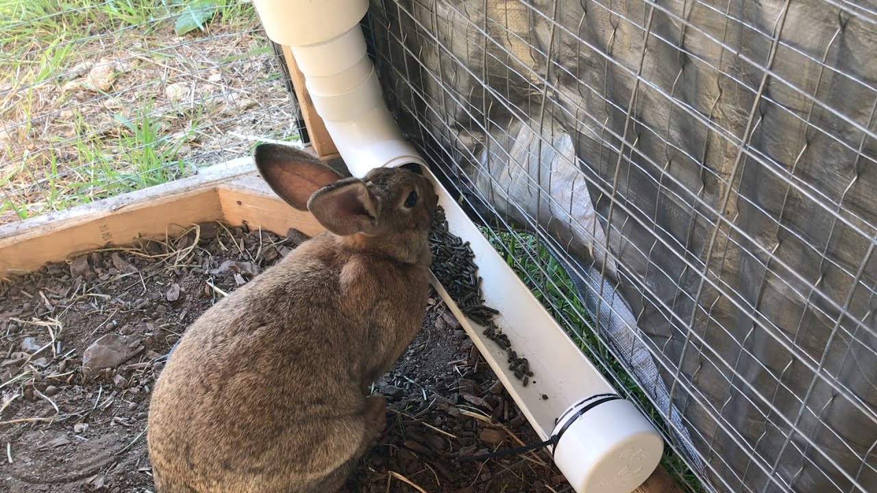 Best Rabbit Feeder