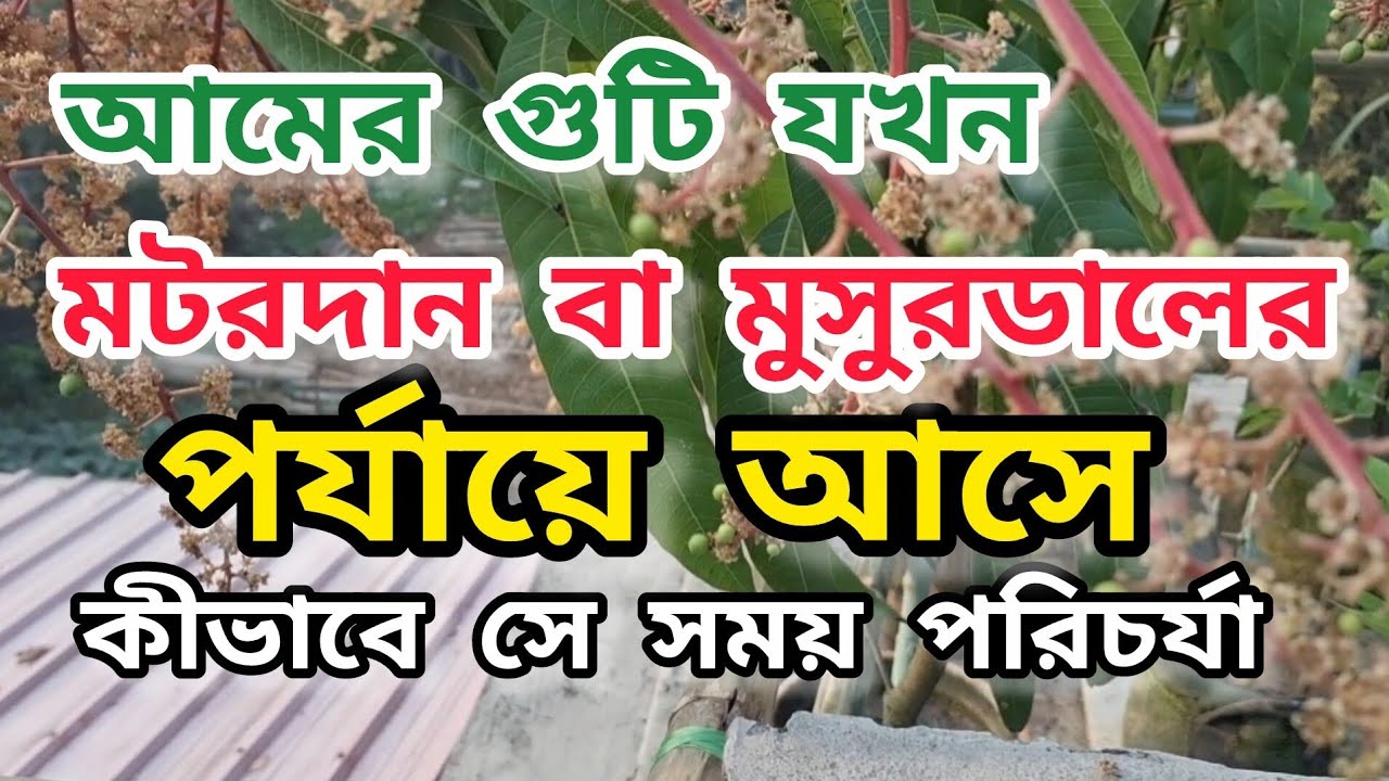 কোন পর্যায়ে কী ভাবে আমের গুটির পরিচর্যা করতে হয়।Caring for small Mango fruit set.