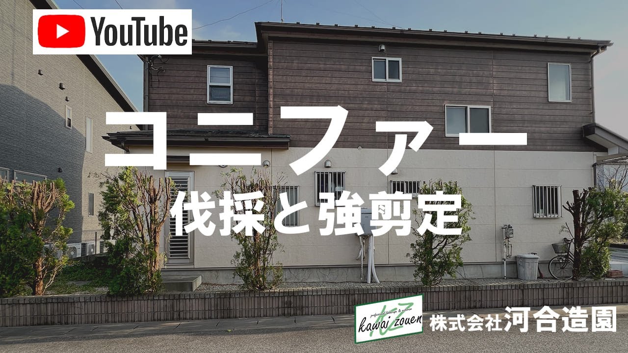 埼玉県加須市 コニファーの伐採と強剪定