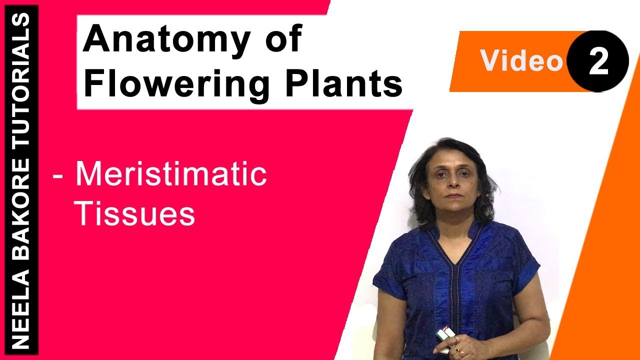 Anatomy of Flowering Plants | NEET | Meristimatic Tissues | Neela Bakore Tutorials