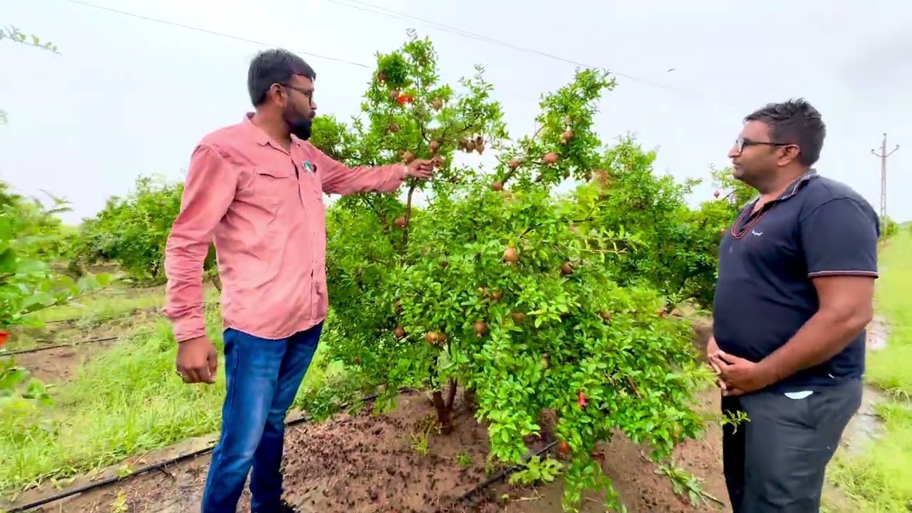 बारिश की परिस्थिति में अनार के बाग को स्वस्थ रखने के लिए…