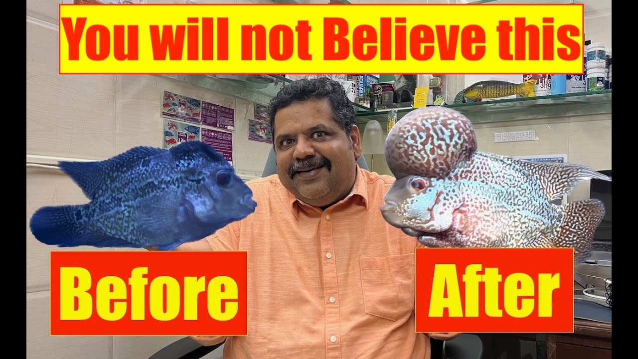 Flowerhorn - Fish Rescue & Cure | How to care for a flowerhorn Aquarium | Mayur Dev Aquascaper 4K