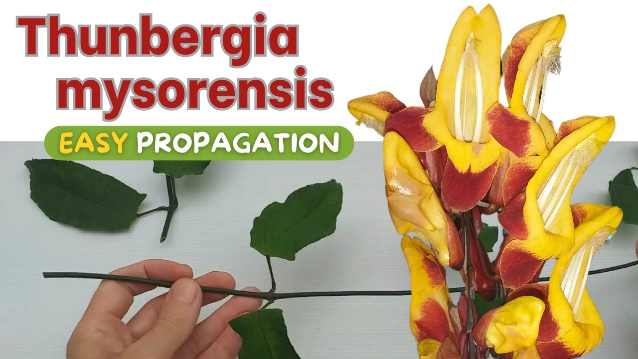 Thunbergia mysorensis -easiest way to propagate