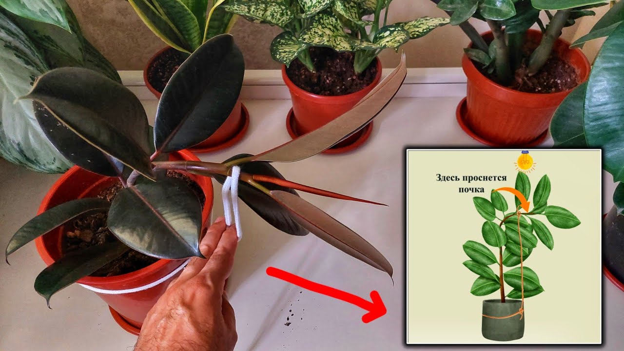 Қора шаҳзодани шундай шохлатинг (ОСОН ВА СИНАЛГАН УСУЛ).