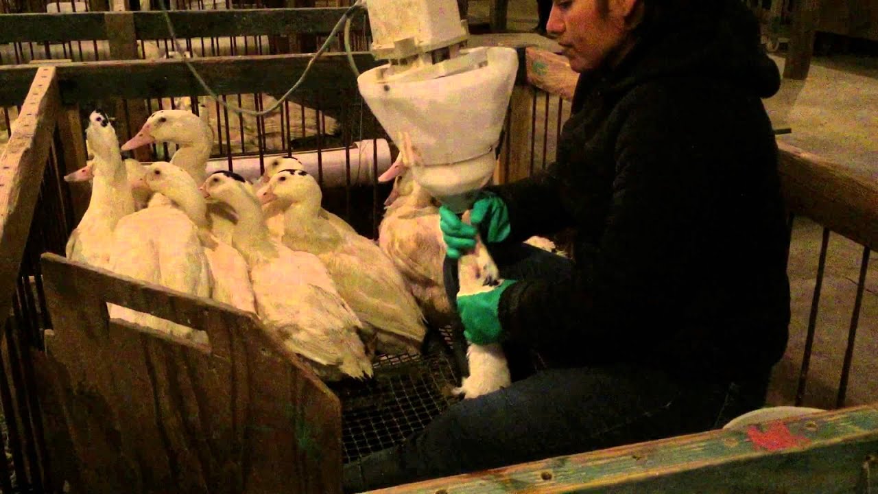 Husdson Valley Foie Gras Farm Visit (Gavage Feeding)