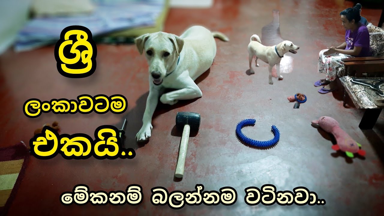 ශ්‍රී ලංකාවටම එකයි..| Nekii Kella