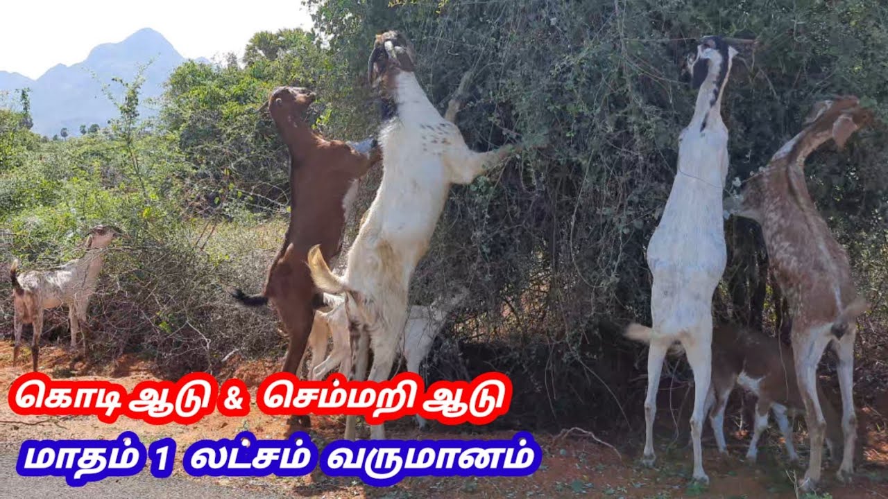மாதம் 1 லட்சம் வருமானம் |ஆடு வளர்த்தல் |கொடி ஆடு & செம்மறி ஆடு |@tamilvivasayi