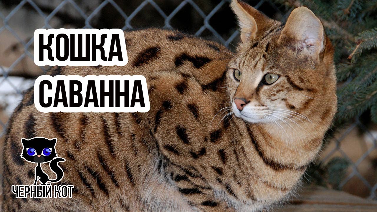 ✔ Кошка саванна - самая дорогая в мире порода для любителей экзотики