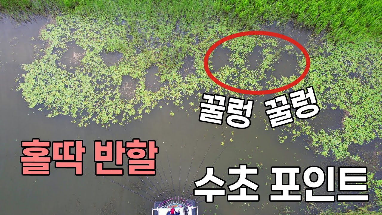 꿀렁 꿀렁 낚시꾼 눈 돌아간 붕어 포인트 붕어낚시