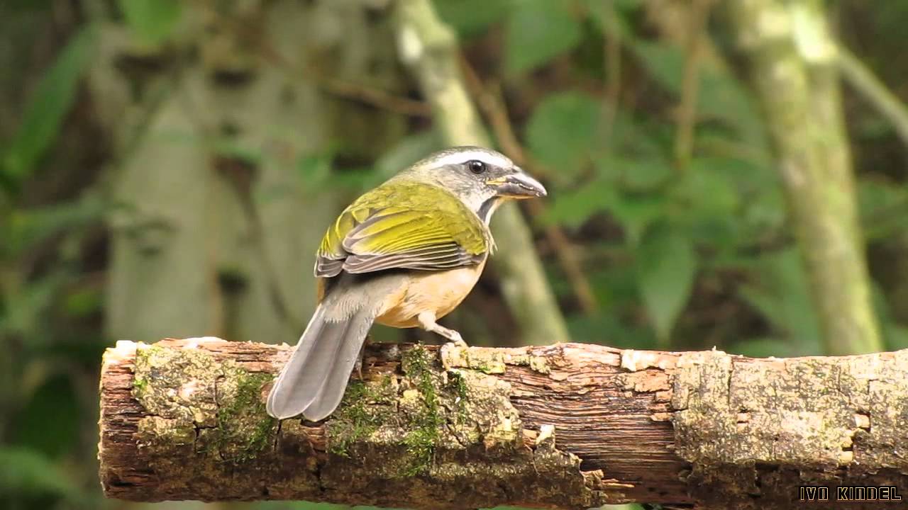 Trinca-ferro-verdadeiro (Saltator similis)