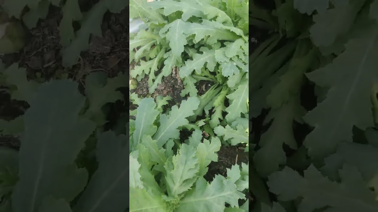 GR Biofertilizer roots ke liye & poopy plant5️⃣