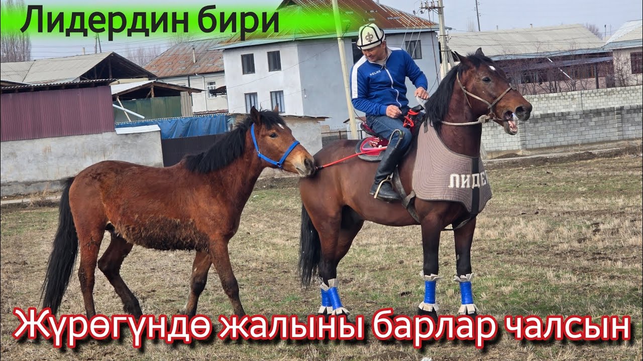 Алты стойканы СЫНДЫРГАН 😱ЛИДЕРДИН БИРИ ТОРу