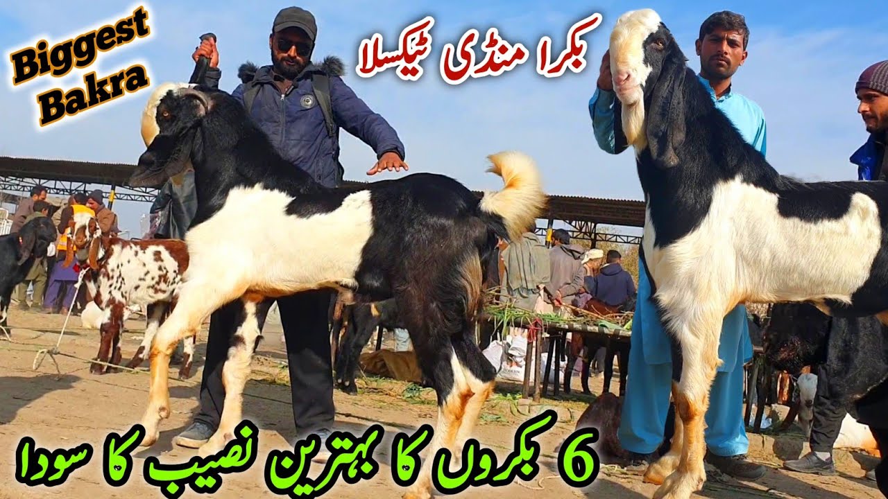 Bakra Mandi Taxila Latest Update 17 January 2025 | Biggest Bakra Naseeb Ka Soda